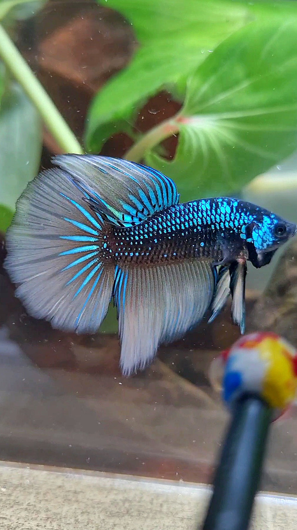 LUXURY HALFMOON IMBELIS YELLOW GREEN HYBRID WILD BETTA FISH