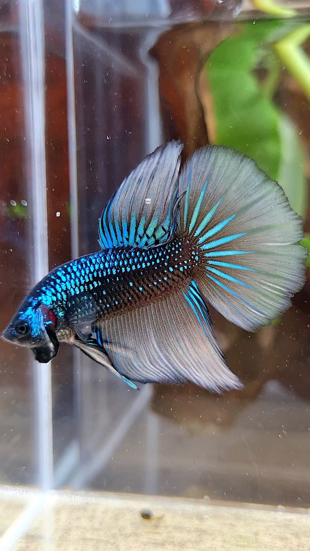 LUXURY HALFMOON IMBELIS YELLOW GREEN HYBRID WILD BETTA FISH