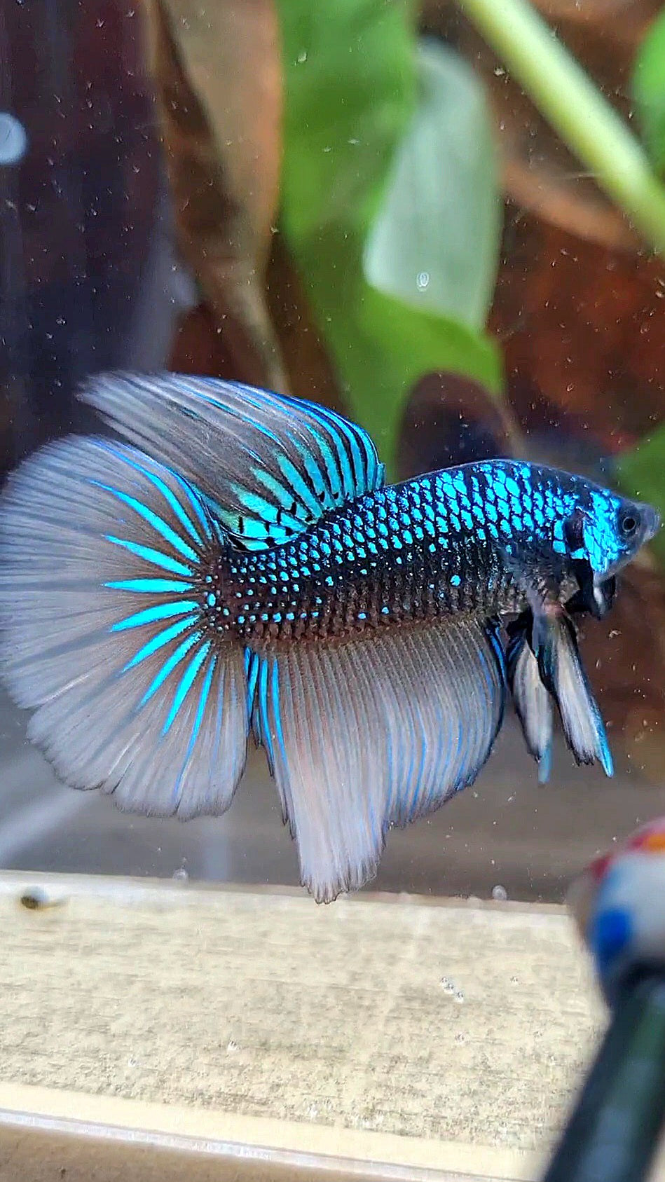 LUXURY HALFMOON IMBELIS YELLOW GREEN HYBRID WILD BETTA FISH