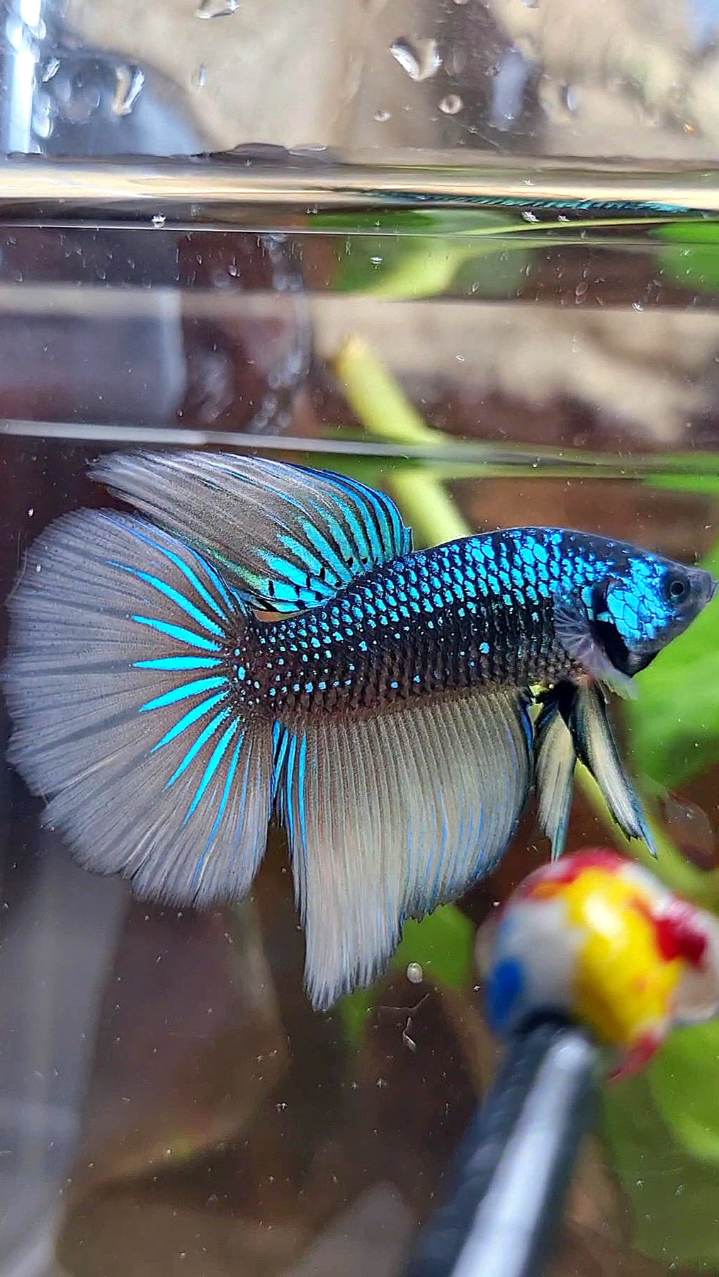 LUXURY HALFMOON IMBELIS YELLOW GREEN HYBRID WILD BETTA FISH