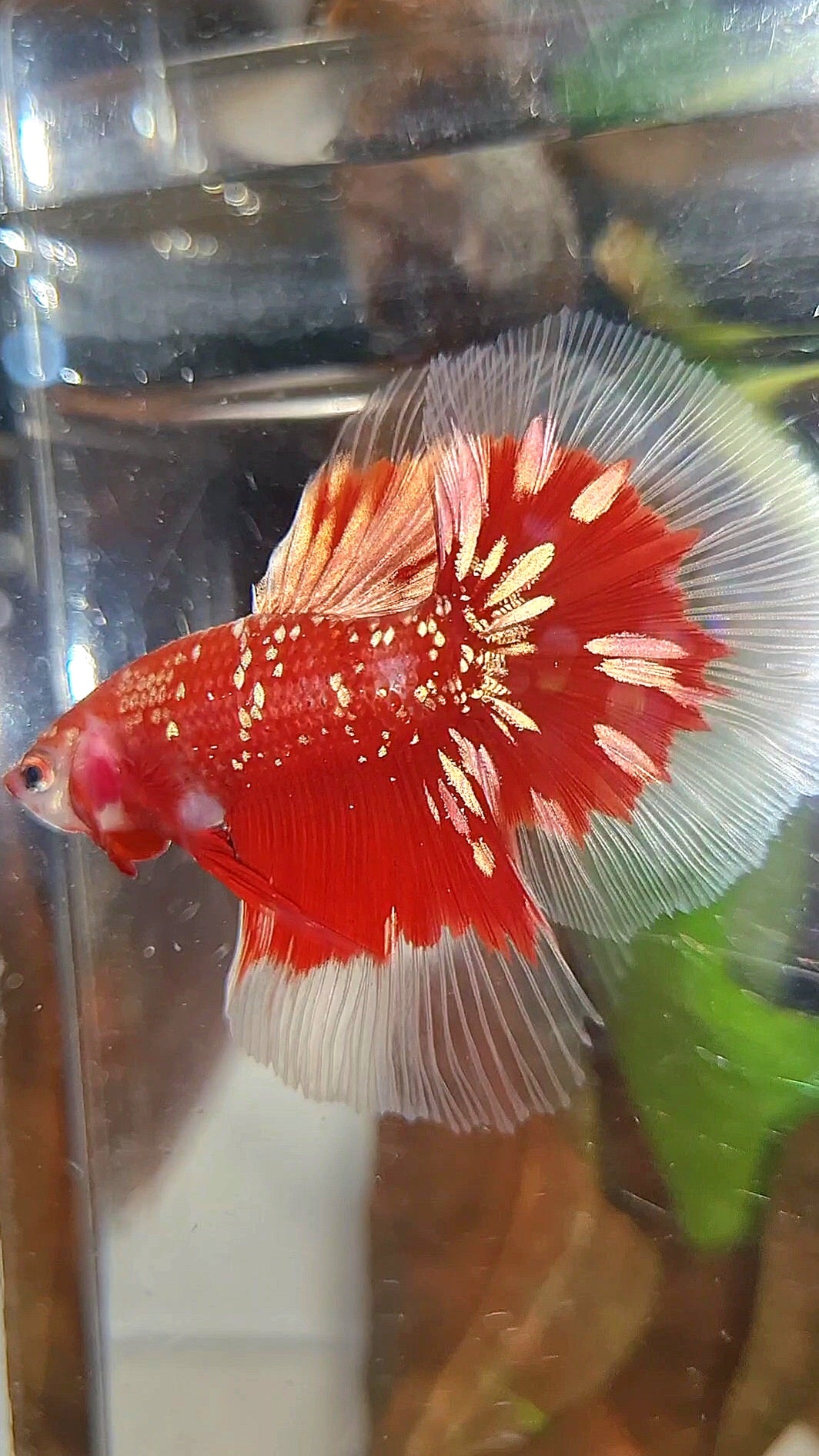 LUXURY HALFMOON RED GOLD GALAXY RGG BUTTERFLY BETTA FISH