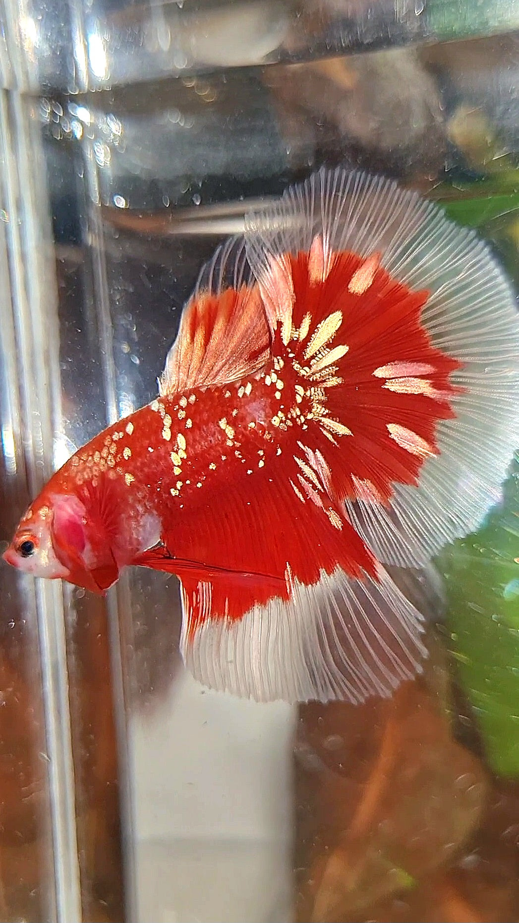 LUXURY HALFMOON RED GOLD GALAXY RGG BUTTERFLY BETTA FISH