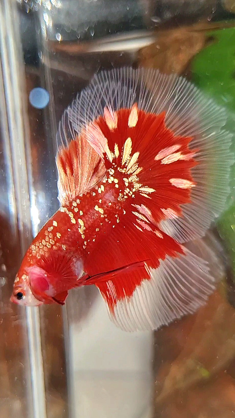 LUXURY HALFMOON RED GOLD GALAXY RGG BUTTERFLY BETTA FISH