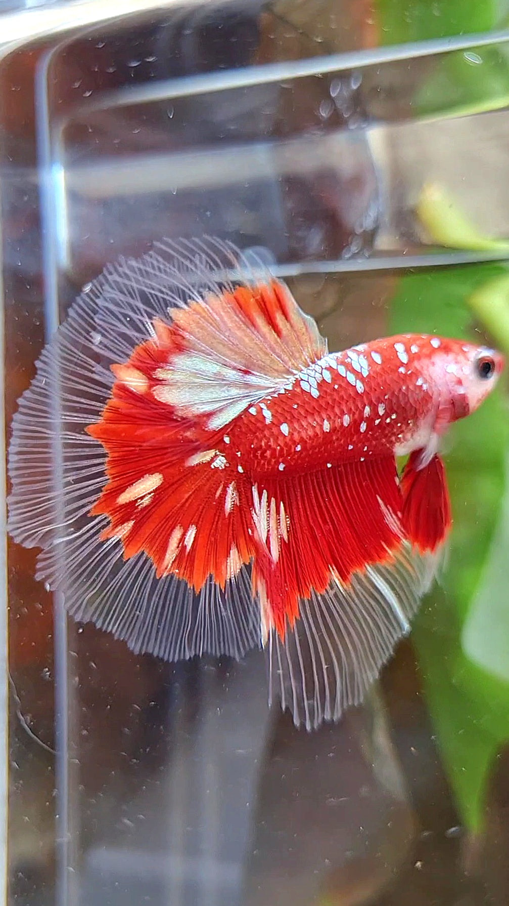LUXURY HALFMOON RED GOLD GALAXY RGG BUTTERFLY BETTA FISH