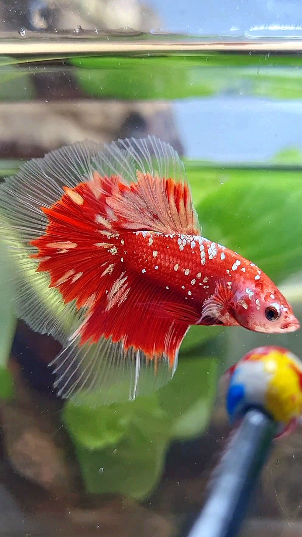 LUXURY HALFMOON RED GOLD GALAXY RGG BUTTERFLY BETTA FISH