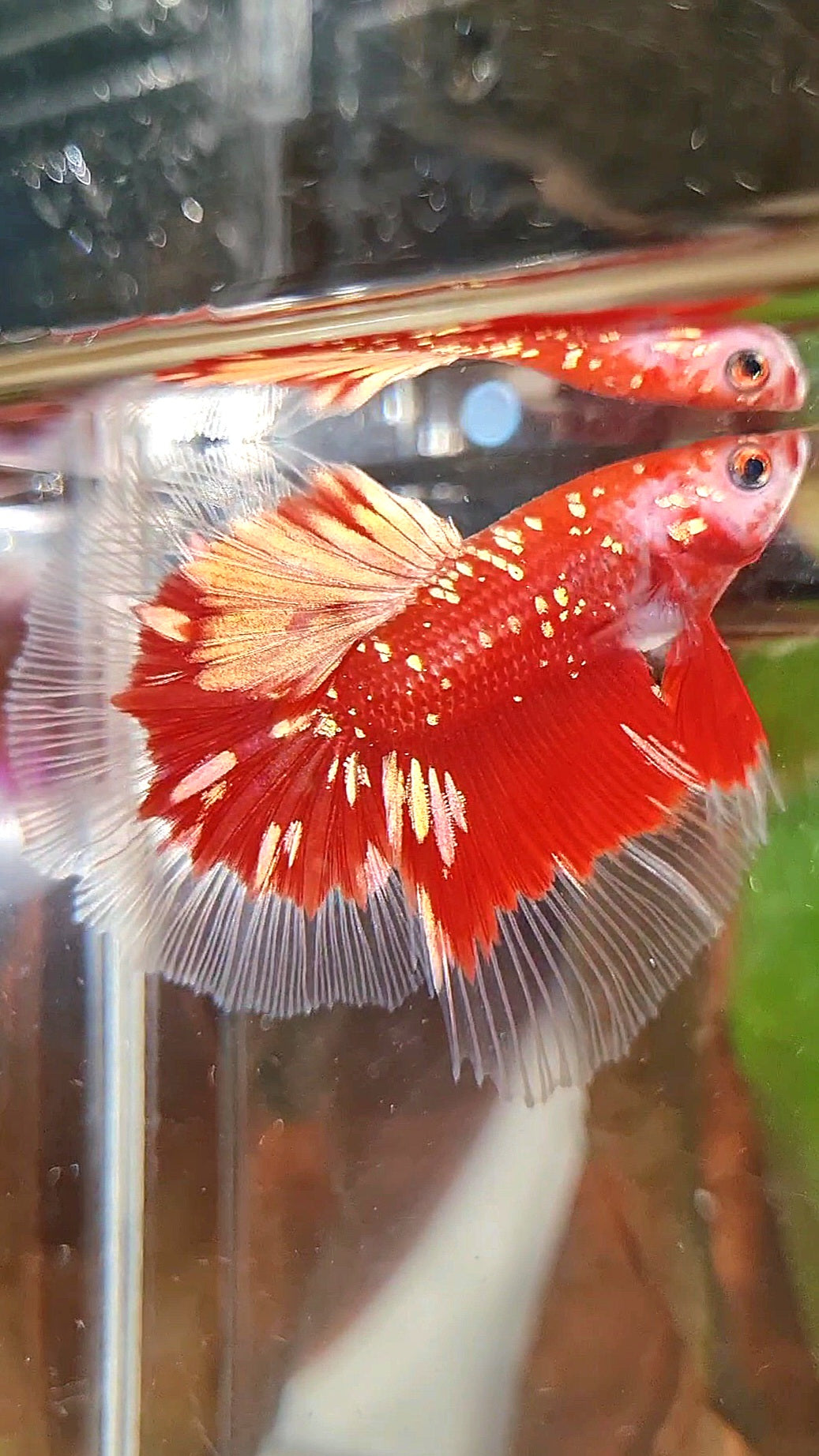 LUXURY HALFMOON RED GOLD GALAXY RGG BUTTERFLY BETTA FISH