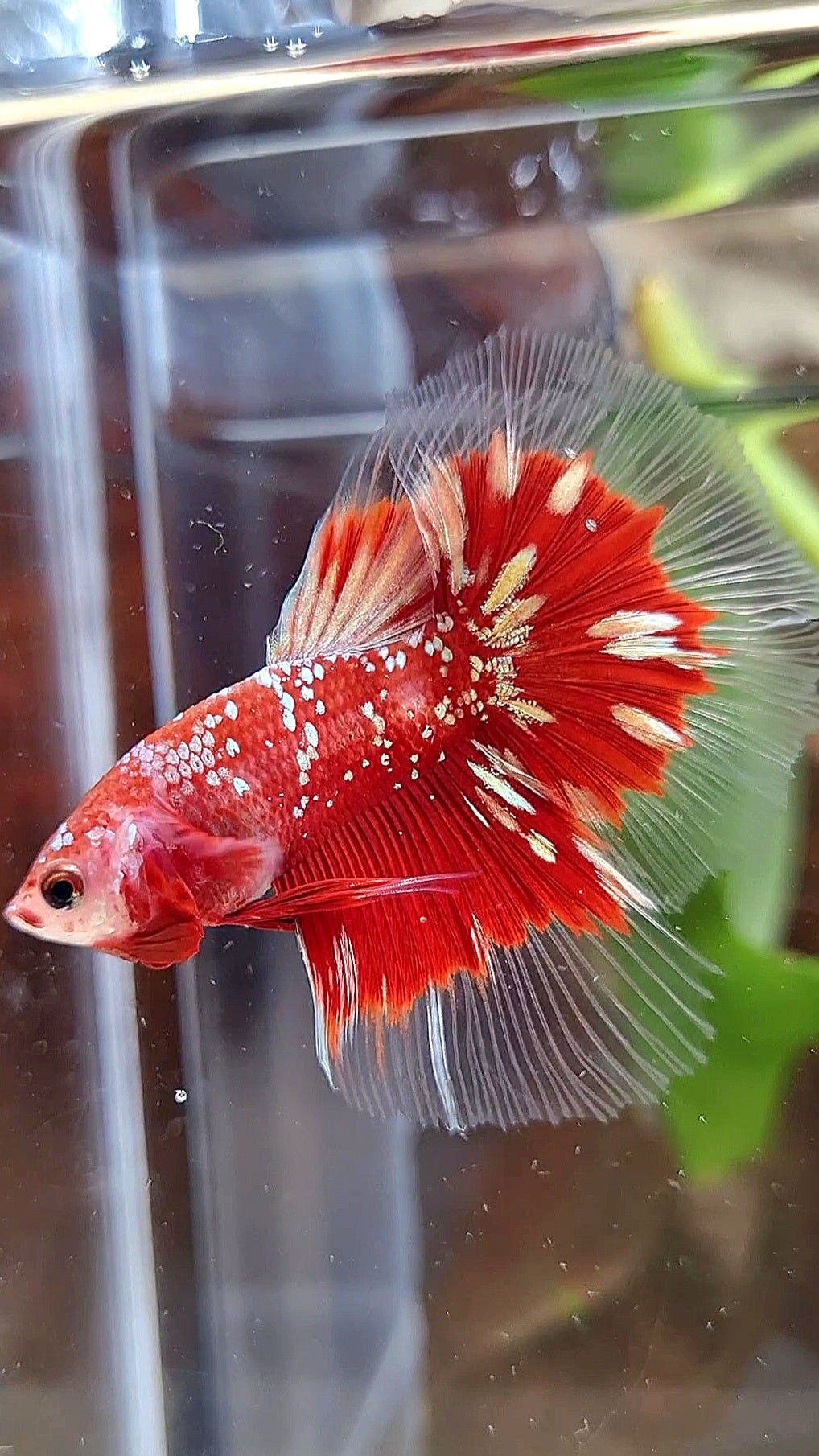 LUXURY HALFMOON RED GOLD GALAXY RGG BUTTERFLY BETTA FISH