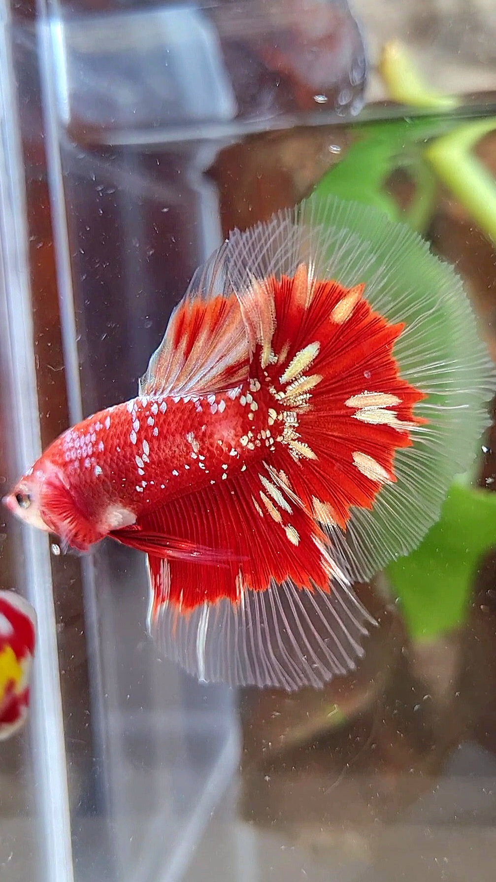 LUXURY HALFMOON RED GOLD GALAXY RGG BUTTERFLY BETTA FISH