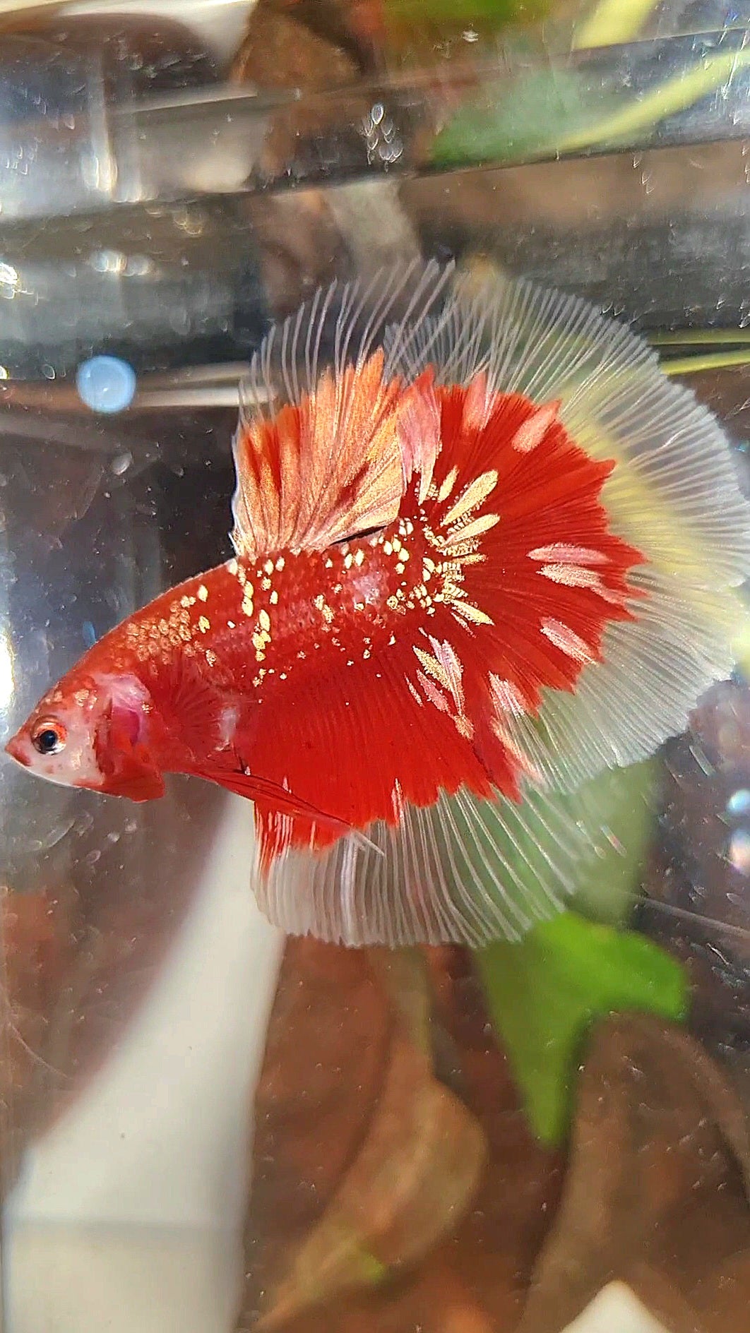 LUXURY HALFMOON RED GOLD GALAXY RGG BUTTERFLY BETTA FISH