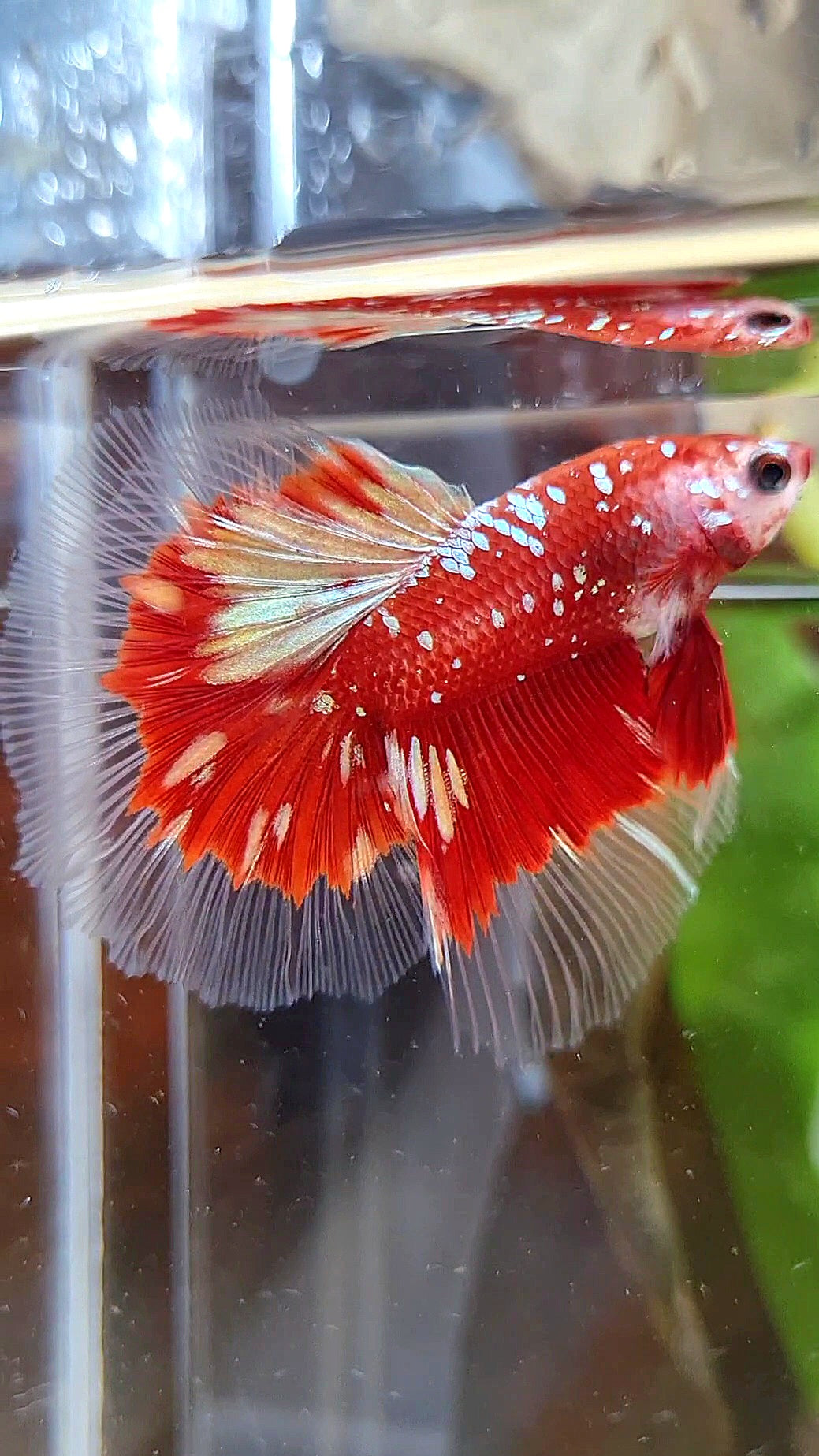 LUXURY HALFMOON RED GOLD GALAXY RGG BUTTERFLY BETTA FISH