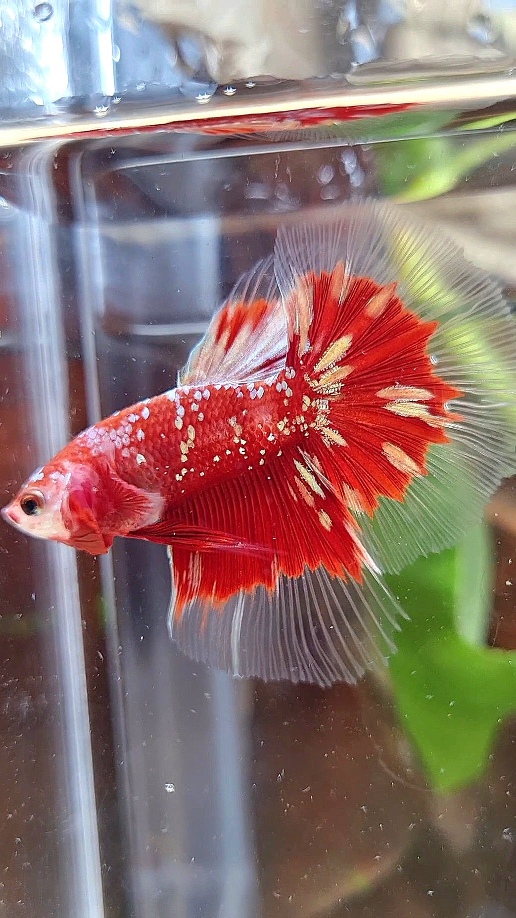 LUXURY HALFMOON RED GOLD GALAXY RGG BUTTERFLY BETTA FISH