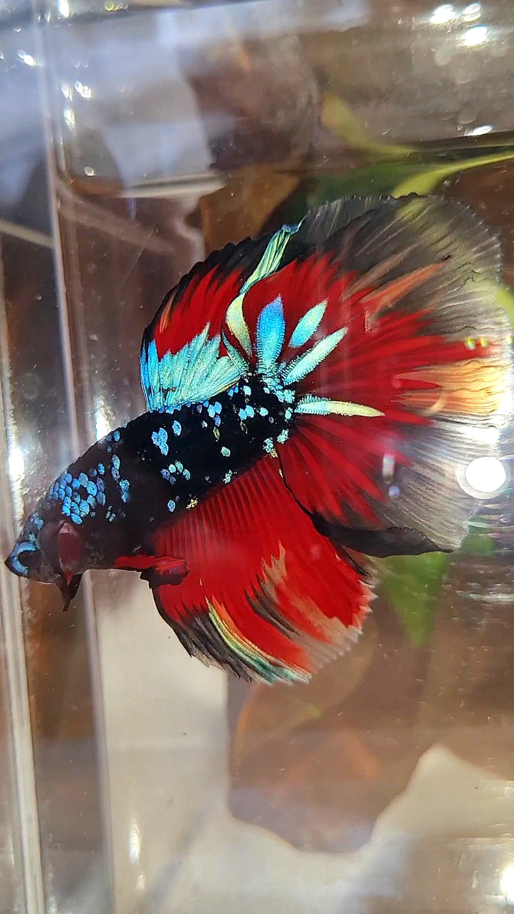 HALFMOON ROSETAIL BLACK GALAXY AVATAR BLUE VARIATION BETTA FISH