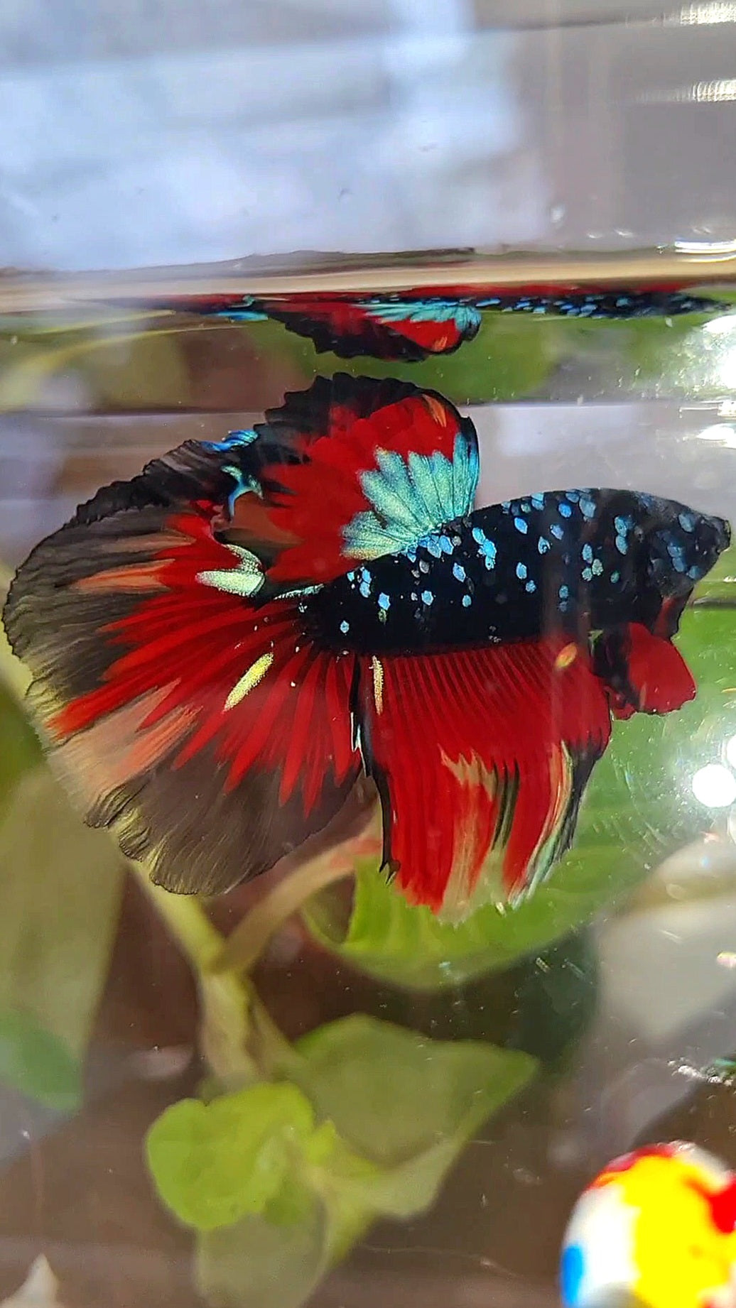 HALFMOON ROSETAIL BLACK GALAXY AVATAR BLUE VARIATION BETTA FISH