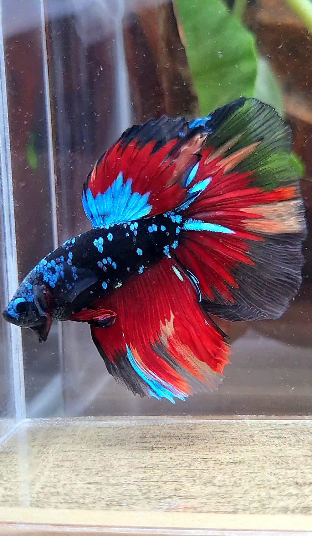 HALFMOON ROSETAIL BLACK GALAXY AVATAR BLUE VARIATION BETTA FISH