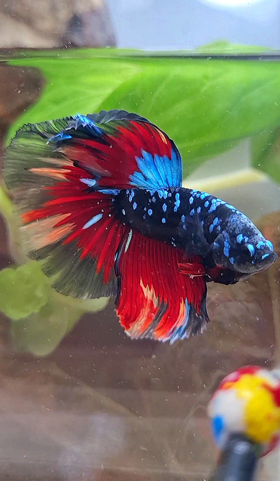 HALFMOON ROSETAIL BLACK GALAXY AVATAR BLUE VARIATION BETTA FISH