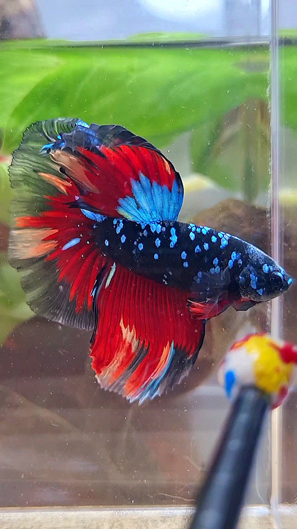 HALFMOON ROSETAIL BLACK GALAXY AVATAR BLUE VARIATION BETTA FISH