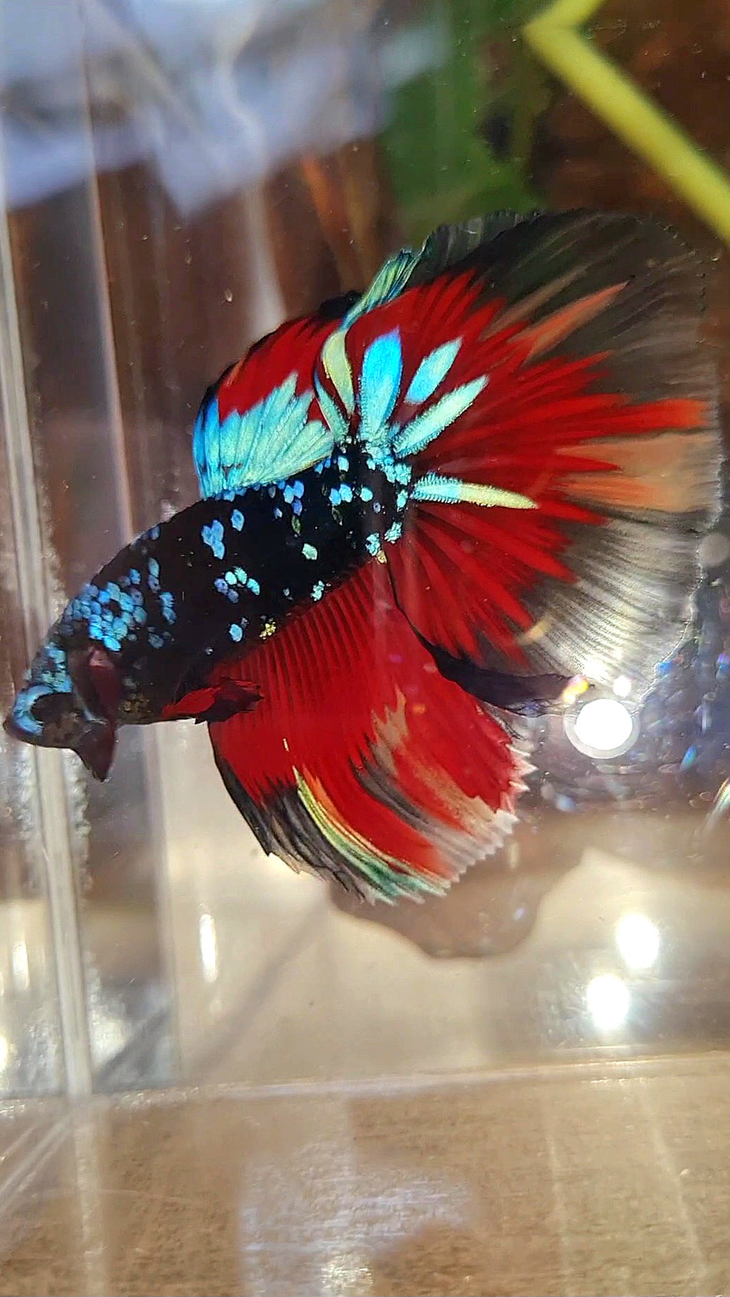 HALFMOON ROSETAIL BLACK GALAXY AVATAR BLUE VARIATION BETTA FISH