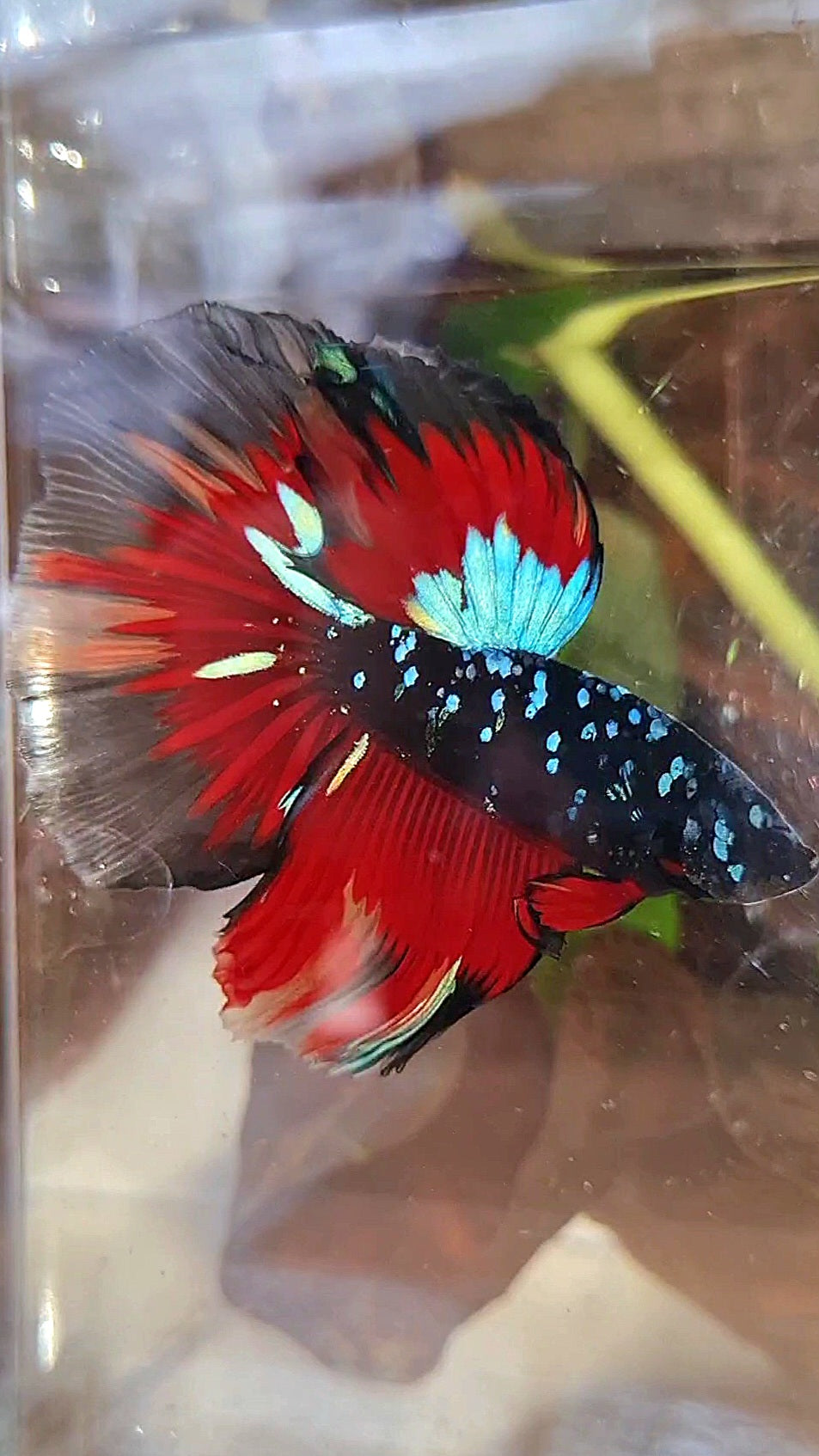 HALFMOON ROSETAIL BLACK GALAXY AVATAR BLUE VARIATION BETTA FISH
