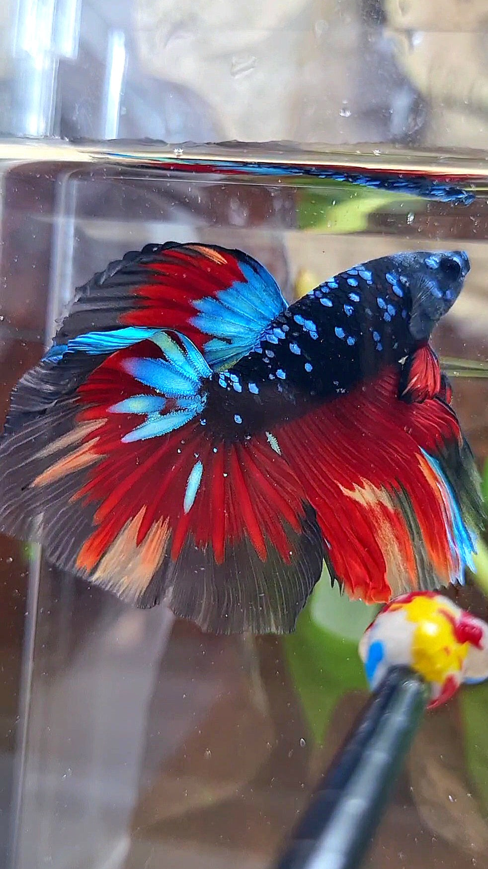 HALFMOON ROSETAIL BLACK GALAXY AVATAR BLUE VARIATION BETTA FISH
