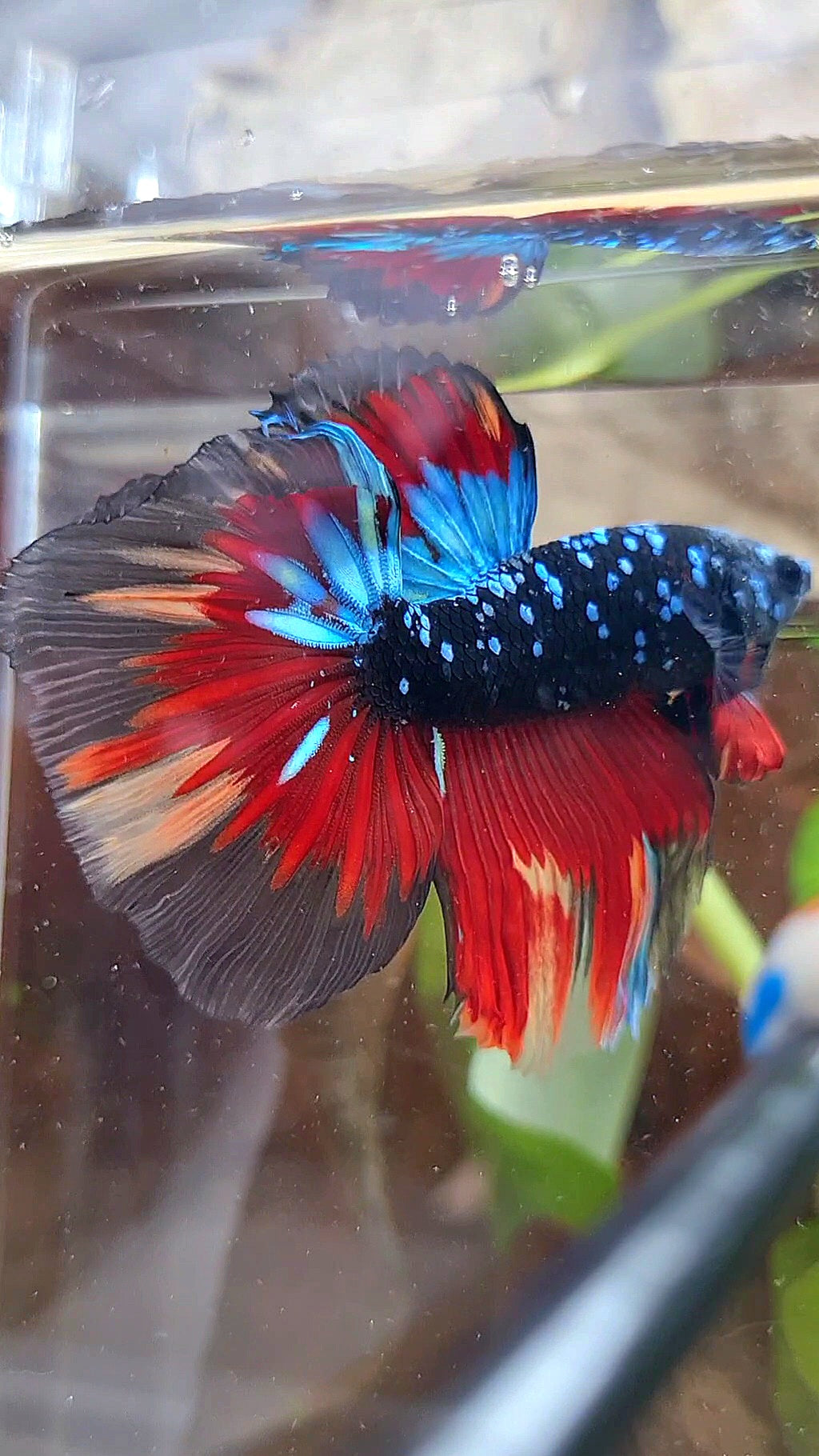 HALFMOON ROSETAIL BLACK GALAXY AVATAR BLUE VARIATION BETTA FISH