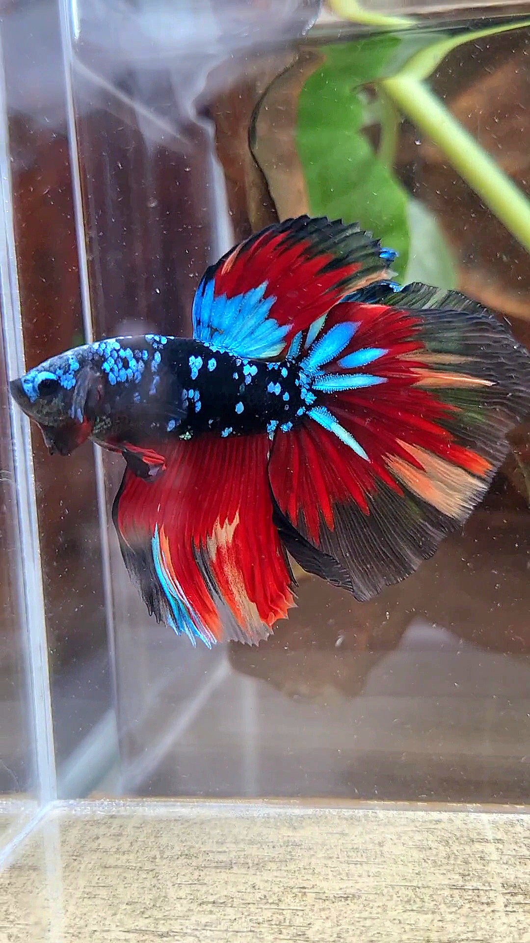HALFMOON ROSETAIL BLACK GALAXY AVATAR BLUE VARIATION BETTA FISH