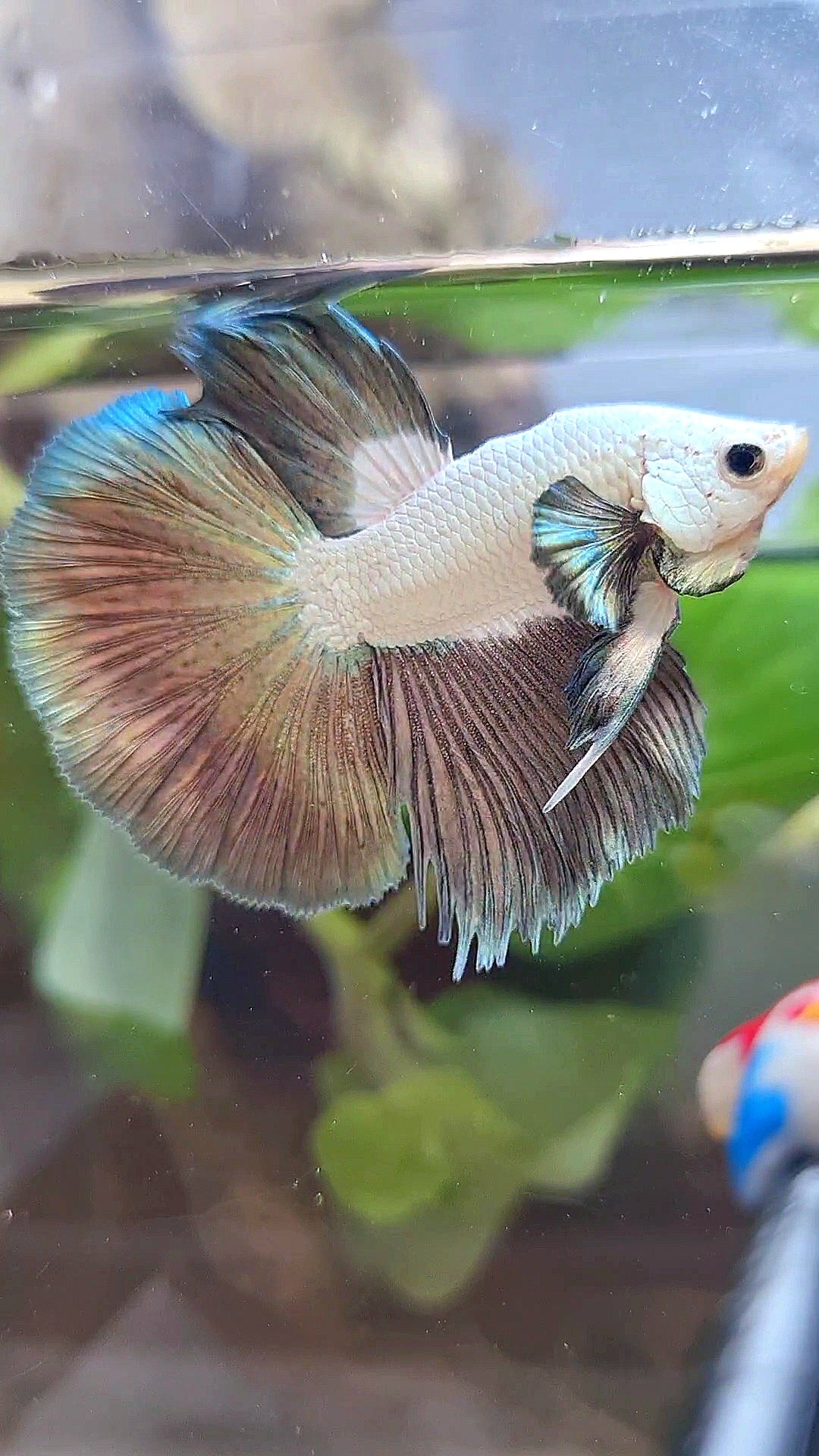 BONSAI HALFMOON BIG EAR COPPER RIM BICOLOR BETTA FISH minus warts