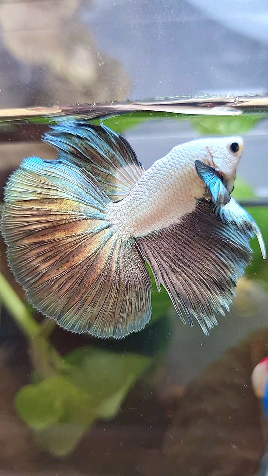 BONSAI HALFMOON BIG EAR COPPER RIM BICOLOR BETTA FISH minus warts