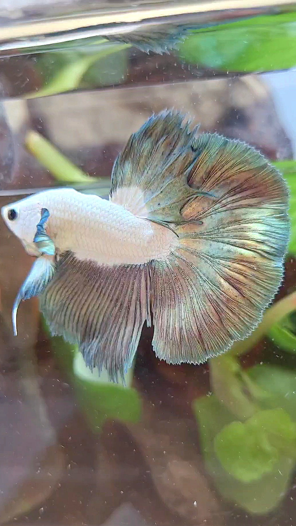 BONSAI HALFMOON BIG EAR COPPER RIM BICOLOR BETTA FISH minus warts