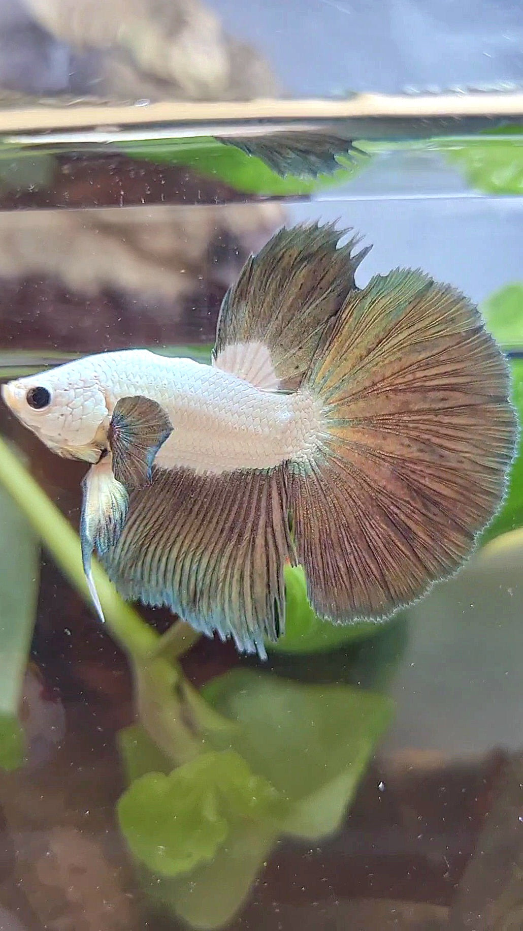 BONSAI HALFMOON BIG EAR COPPER RIM BICOLOR BETTA FISH minus warts