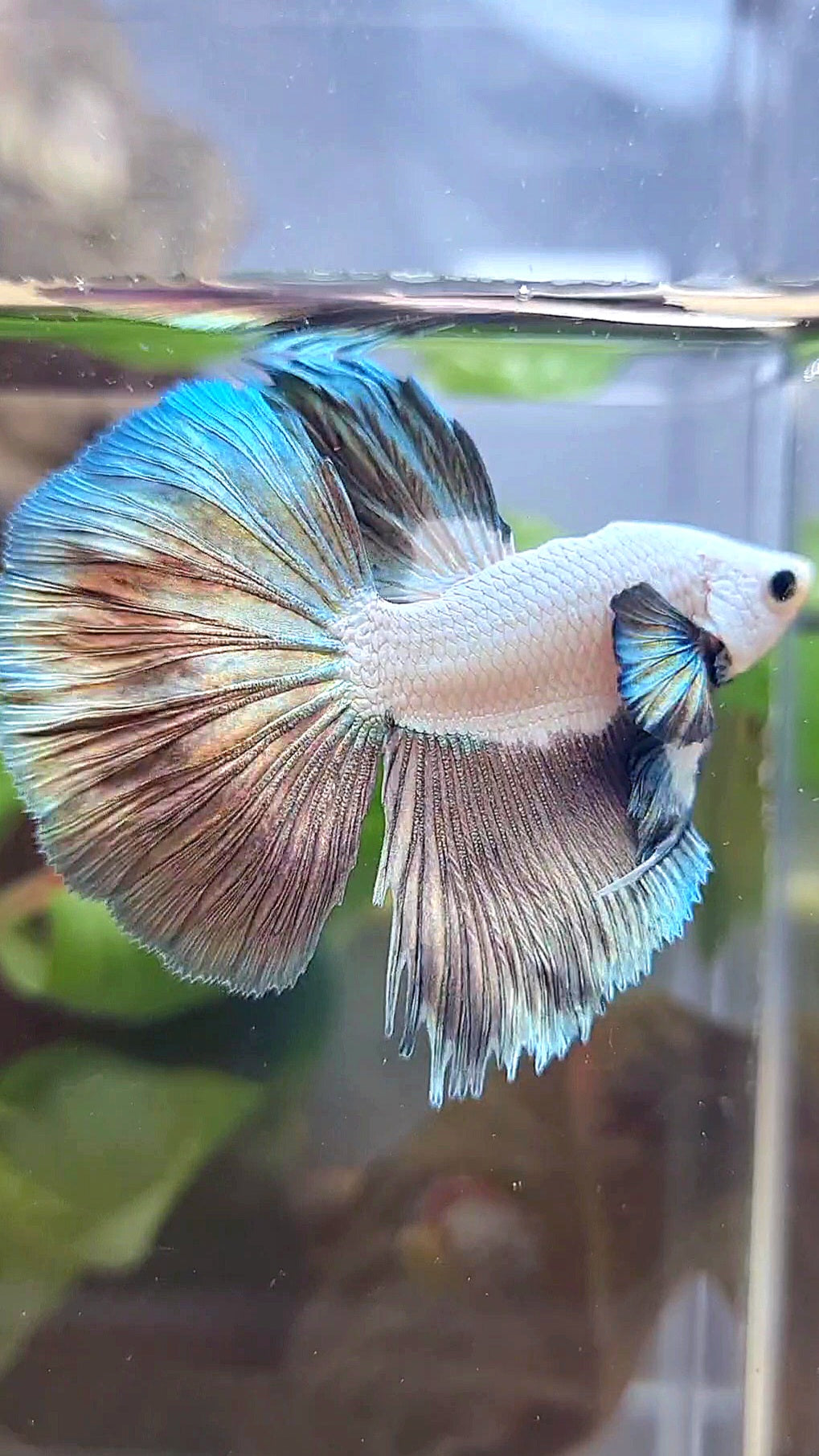 BONSAI HALFMOON BIG EAR COPPER RIM BICOLOR BETTA FISH minus warts