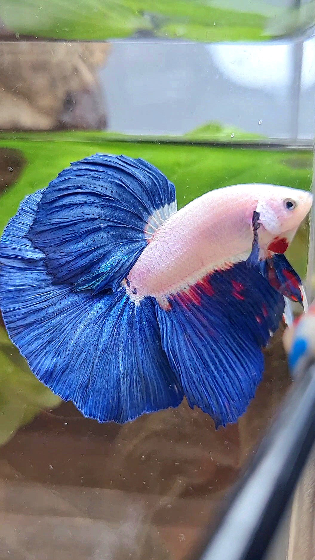 LUXURY HALFMOON ROSETAIL BLUE RIM BICOLOR FANCY BETTA FISH