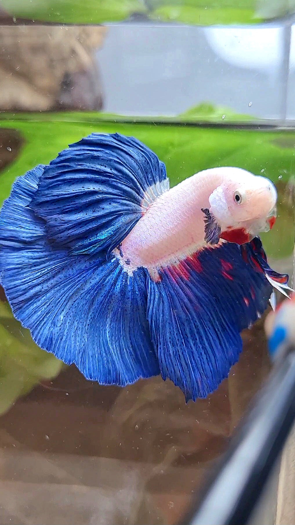 LUXURY HALFMOON ROSETAIL BLUE RIM BICOLOR FANCY BETTA FISH