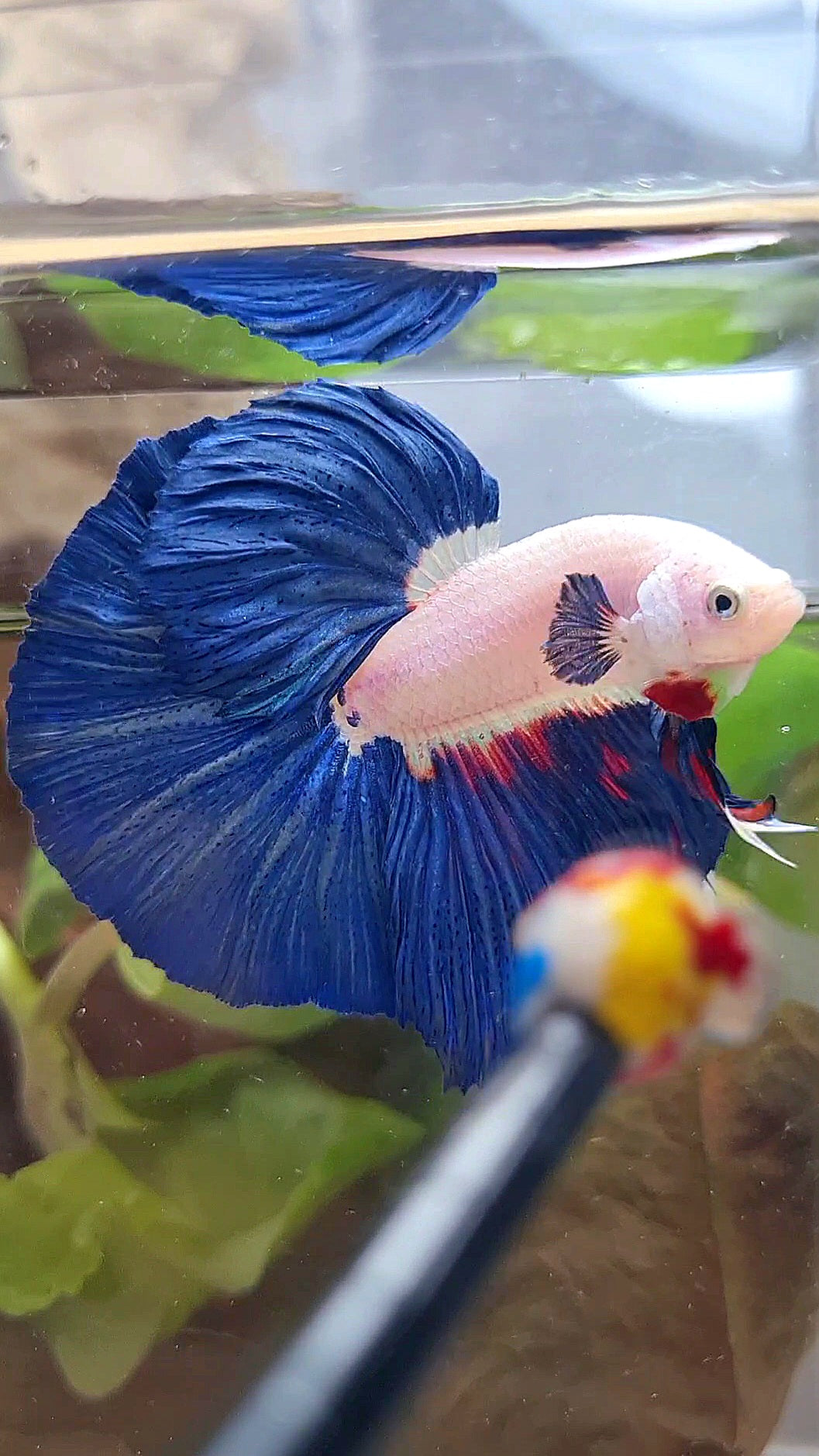 LUXURY HALFMOON ROSETAIL BLUE RIM BICOLOR FANCY BETTA FISH