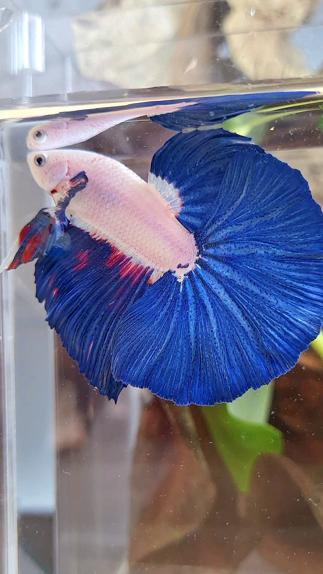 LUXURY HALFMOON ROSETAIL BLUE RIM BICOLOR FANCY BETTA FISH