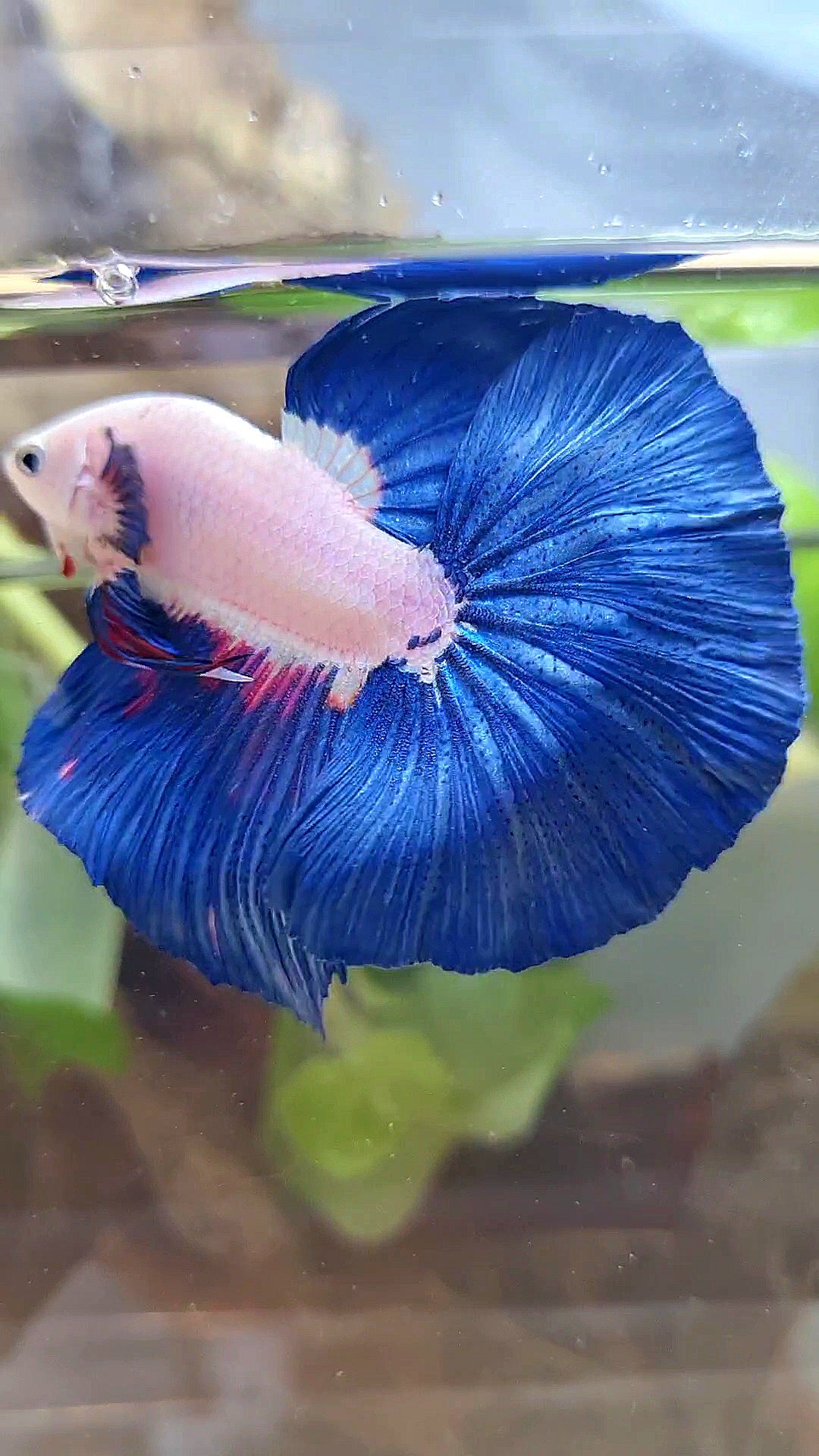 LUXURY HALFMOON ROSETAIL BLUE RIM BICOLOR FANCY BETTA FISH
