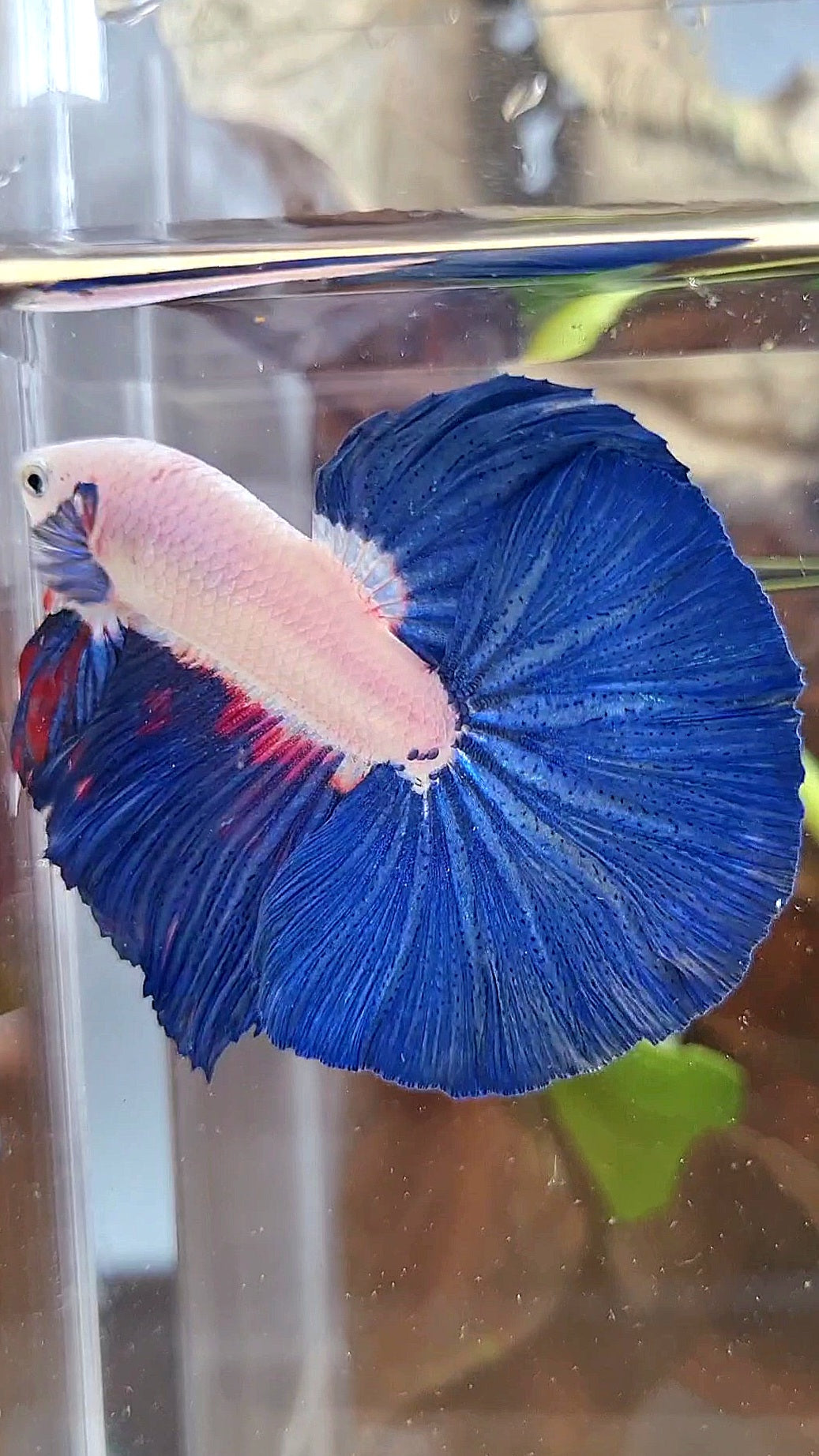 LUXURY HALFMOON ROSETAIL BLUE RIM BICOLOR FANCY BETTA FISH