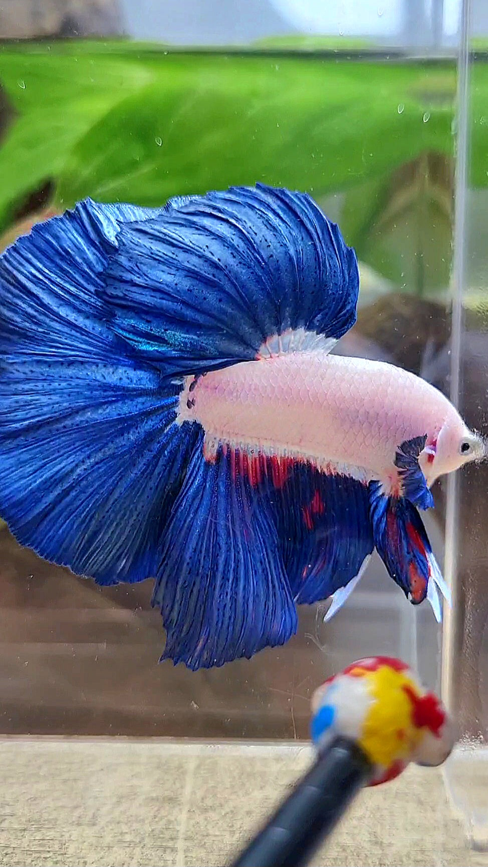 LUXURY HALFMOON ROSETAIL BLUE RIM BICOLOR FANCY BETTA FISH