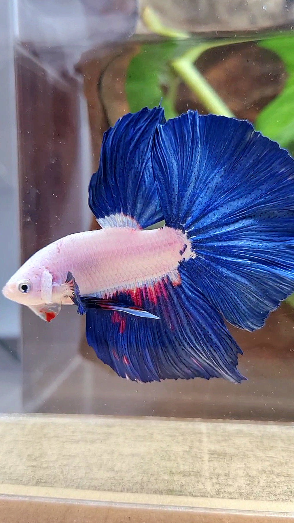 LUXURY HALFMOON ROSETAIL BLUE RIM BICOLOR FANCY BETTA FISH