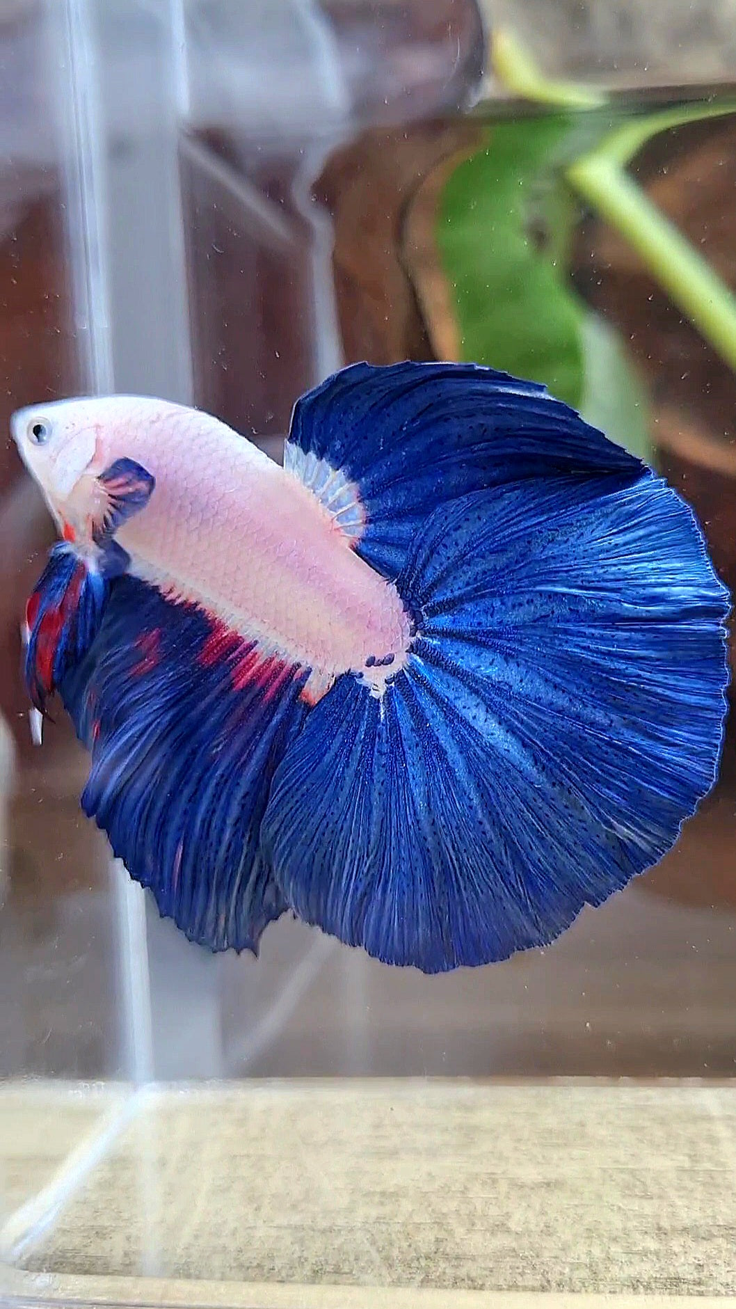 LUXURY HALFMOON ROSETAIL BLUE RIM BICOLOR FANCY BETTA FISH