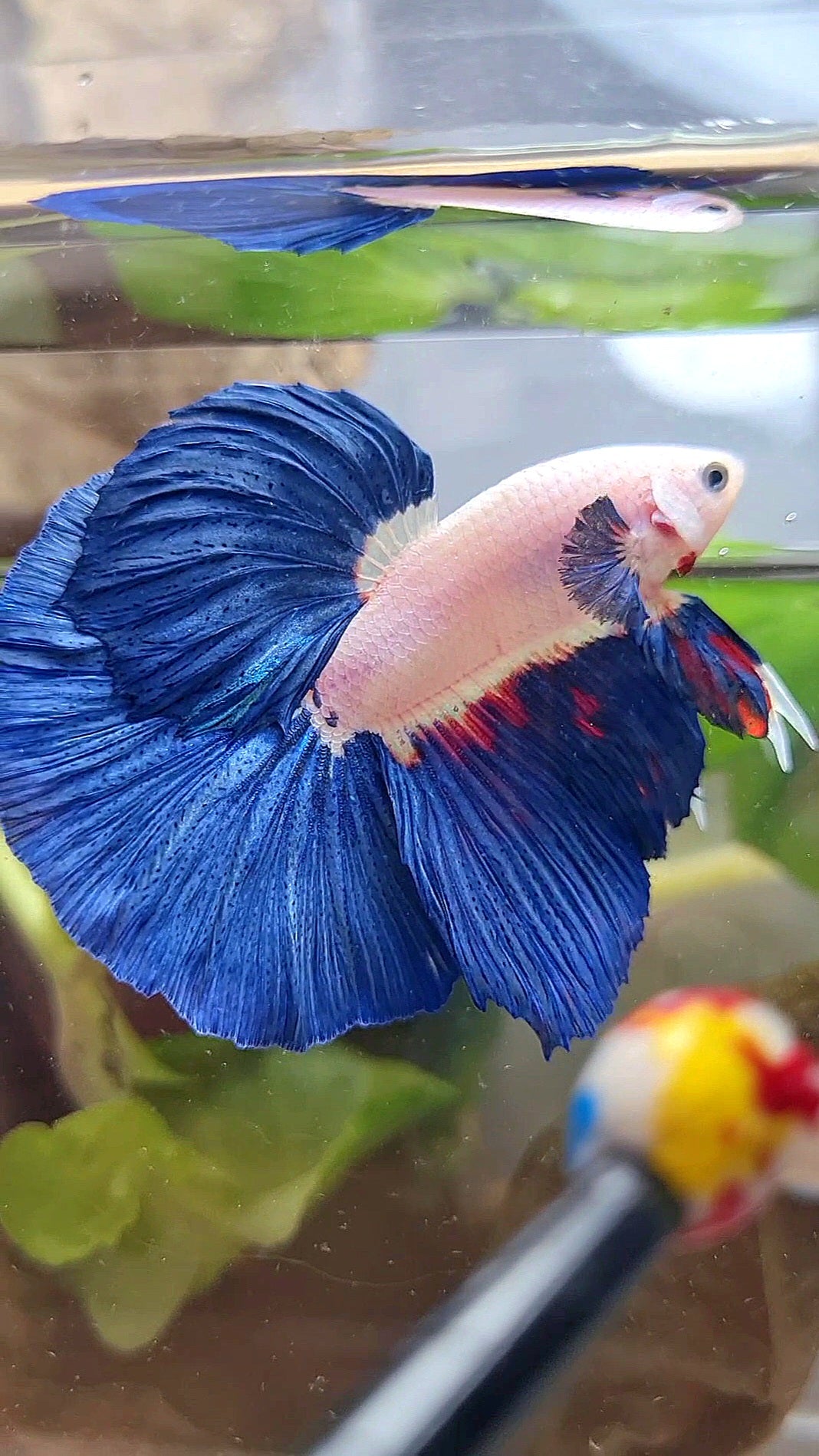 LUXURY HALFMOON ROSETAIL BLUE RIM BICOLOR FANCY BETTA FISH