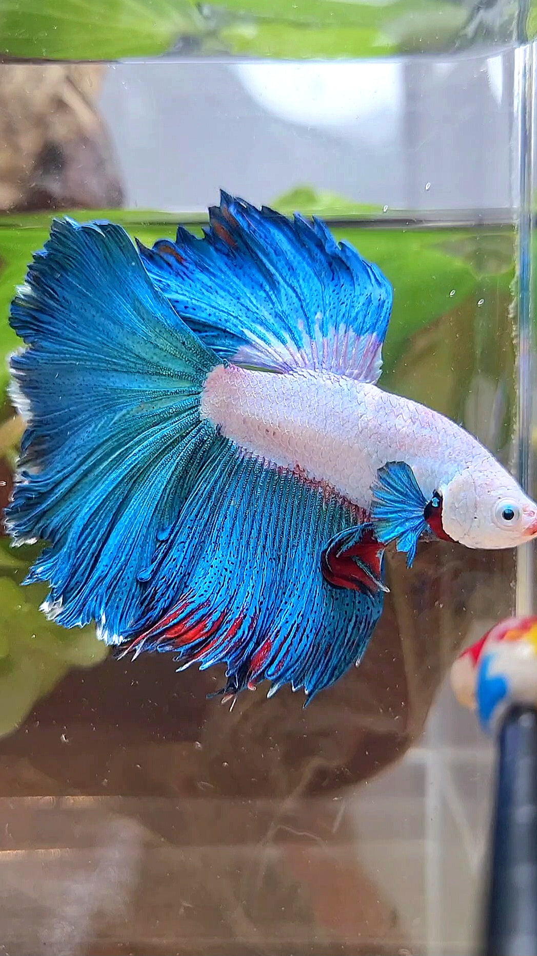 HALFMOON ROSETAIL GREEN BLUE RIM FANCY BETTA FISH minus warts