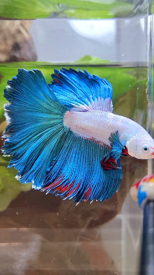 HALFMOON ROSETAIL GREEN BLUE RIM FANCY BETTA FISH minus warts