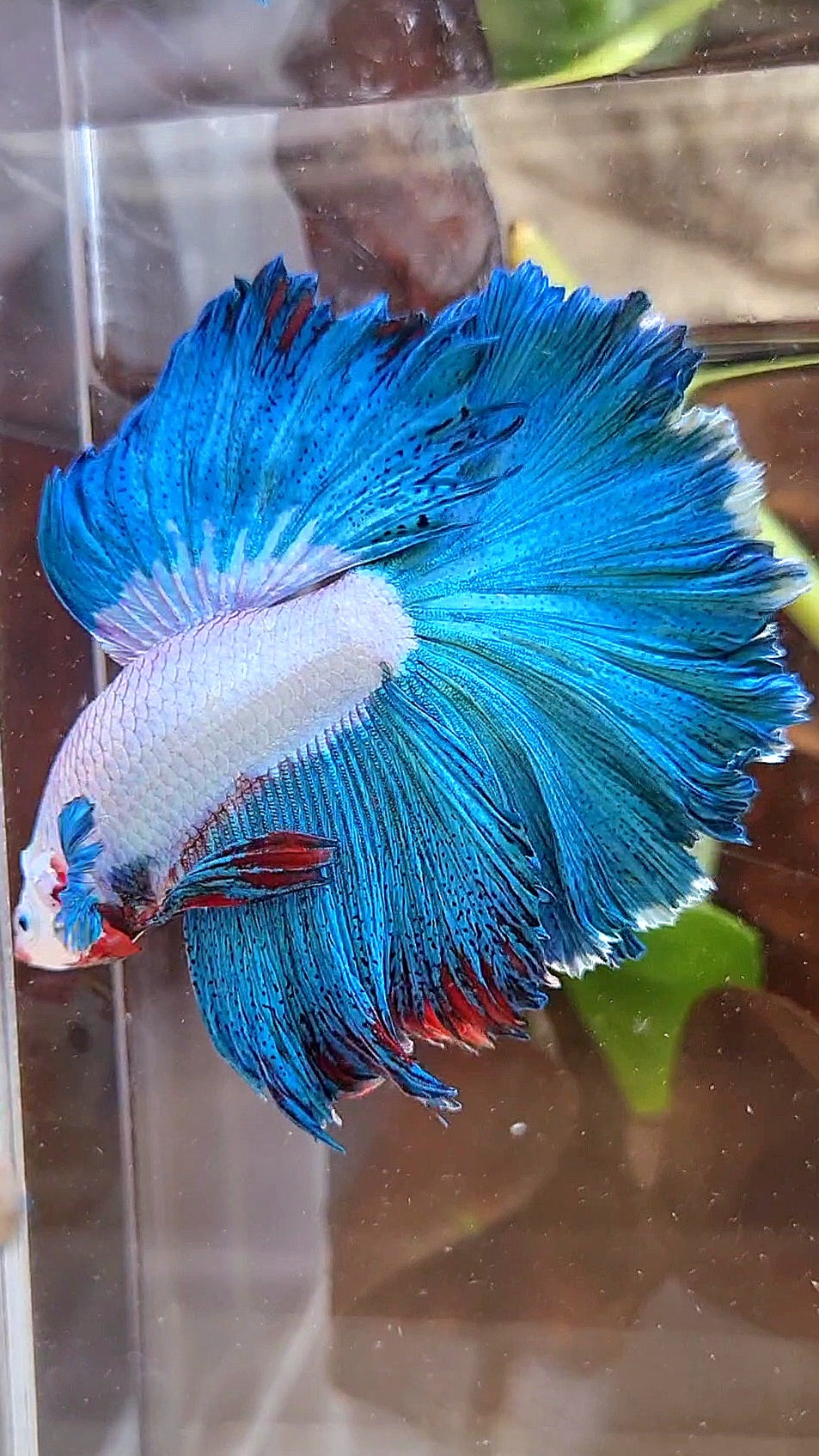 HALFMOON ROSETAIL GREEN BLUE RIM FANCY BETTA FISH minus warts