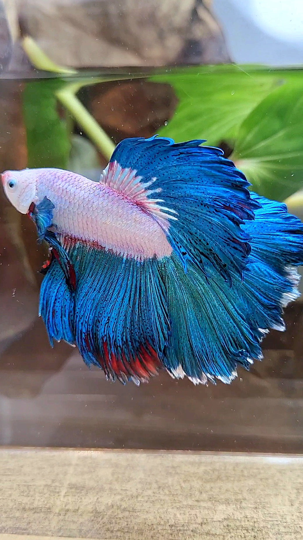 HALFMOON ROSETAIL GREEN BLUE RIM FANCY BETTA FISH minus warts