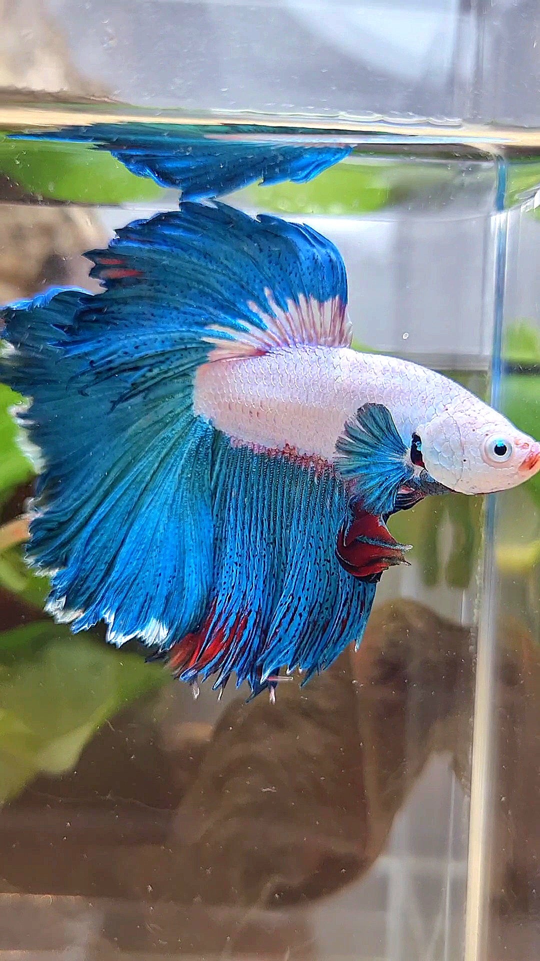 HALFMOON ROSETAIL GREEN BLUE RIM FANCY BETTA FISH minus warts
