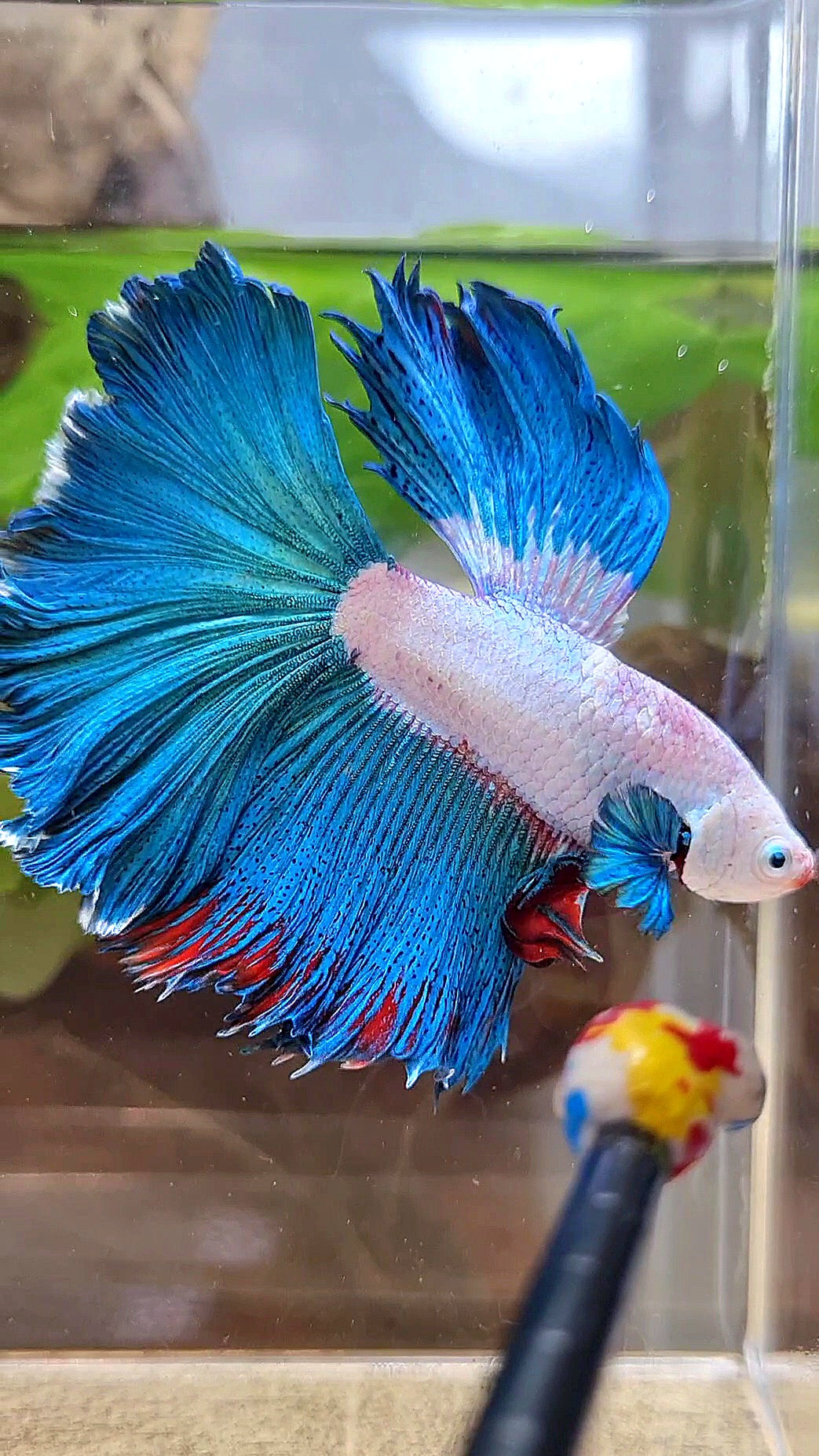 HALFMOON ROSETAIL GREEN BLUE RIM FANCY BETTA FISH minus warts