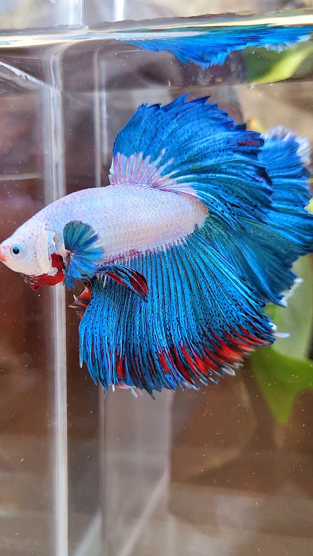 HALFMOON ROSETAIL GREEN BLUE RIM FANCY BETTA FISH minus warts