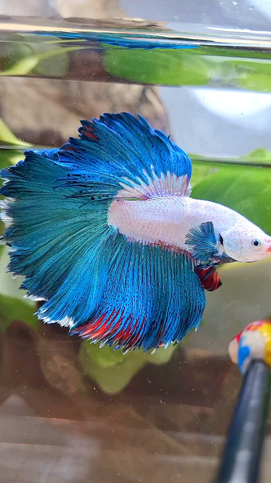 HALFMOON ROSETAIL GREEN BLUE RIM FANCY BETTA FISH minus warts
