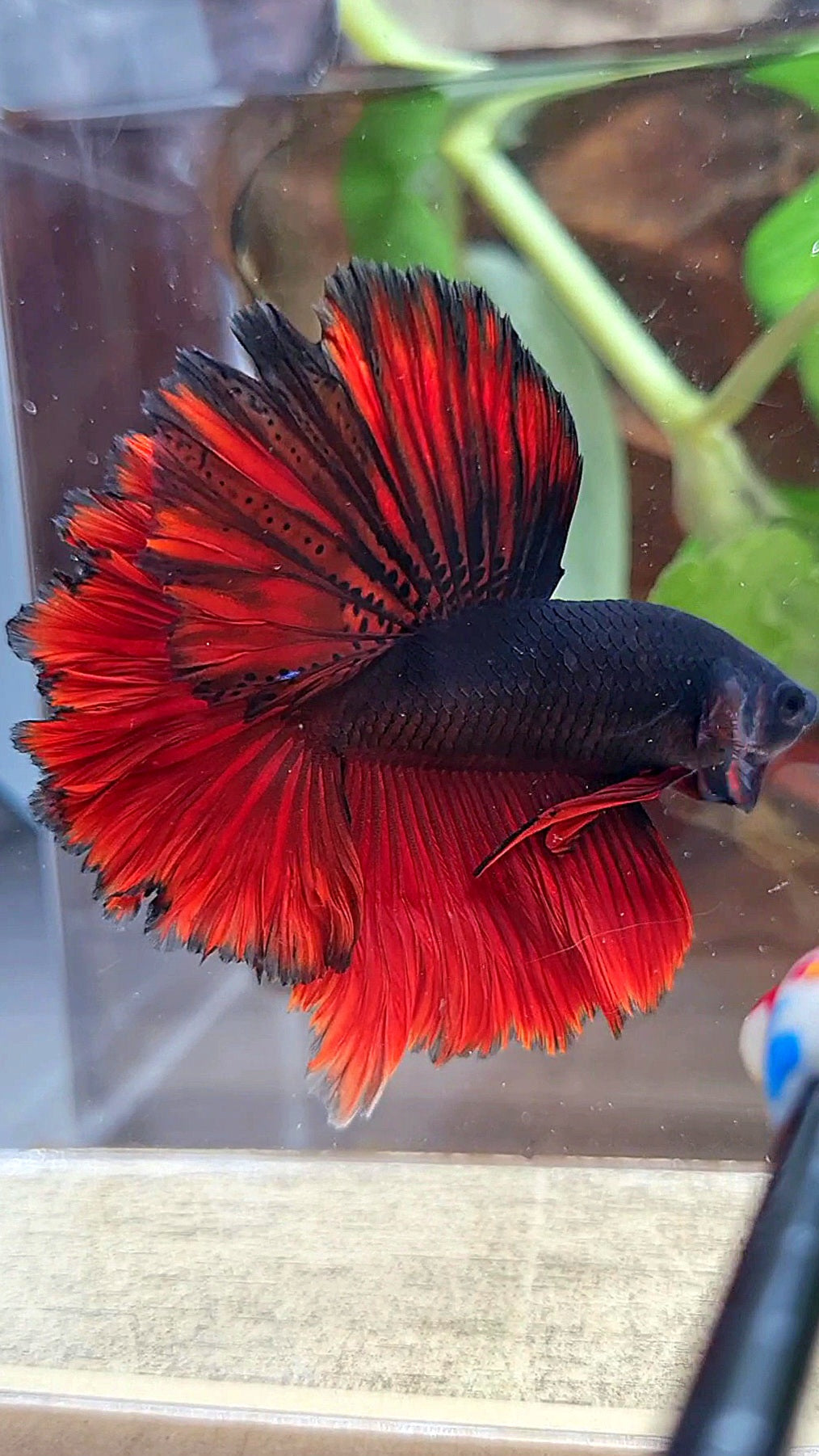LUXURY HALFMOON ROSETAIL BLACK VAMPIRE BICOLOR BETTA FISH