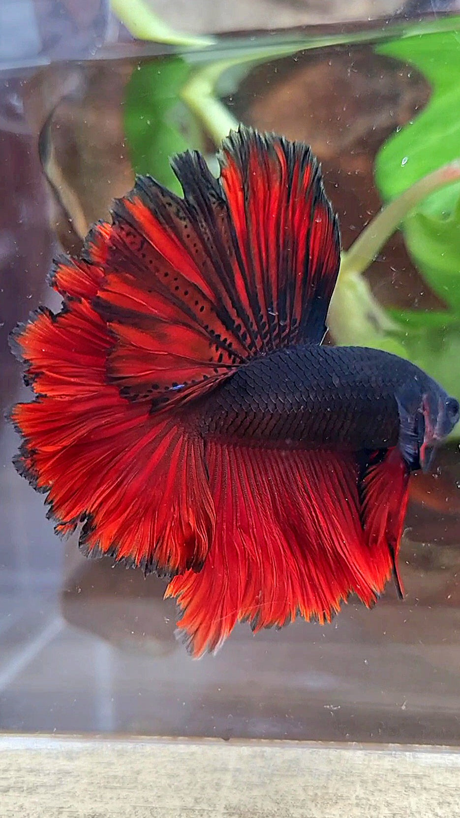 LUXURY HALFMOON ROSETAIL BLACK VAMPIRE BICOLOR BETTA FISH